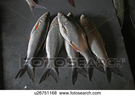 Stock Photo - haluaghat, fish, market, sale, bangladesh, food. Fotosearch