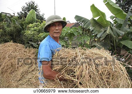 harvest, person, rice, farmer, vietnam, people View Large Photo Image Stock Photo - harvest, person, rice, farmer, vietnam, people. Fotosearch