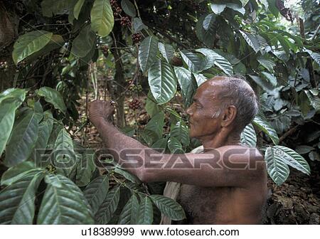 harvesting, coffee, varkey, india, person, people View Large Photo Image Stock Photo - harvesting, coffee, varkey, india, person, people. Fotosearch