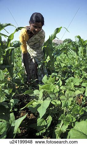 harvesting, people, krishnamana, india, person, woman View Large Photo Image Stock Photo - harvesting, people, krishnamana, india, person, woman. Fotosearch