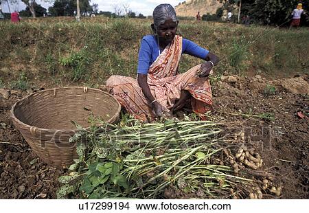 Picture - harvesting, people, labourer, india, person, woman. Fotosearch