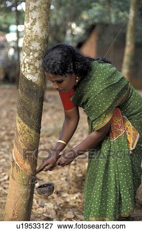 harvesting, person, farmer, rubber, india, people View Large Photo Image Stock Photo - harvesting, person, farmer, rubber, india, people. Fotosearch