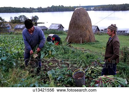 harvesting, person, men, farming, 3350, people View Large Photo Image Stock Photograph - harvesting, person, men, farming, 3350, people. Fotosearch
