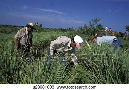 harvesting, person, men, salvador, 5095, people View Large Photo Image Stock Image - harvesting, person, men, salvador, 5095, people. Fotosearch