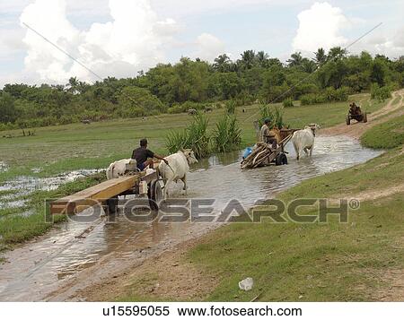 hauling, person, carts, ox, cambodia, people View Large Photo Image Stock Photography - hauling, person, carts, ox, cambodia, people. Fotosearch