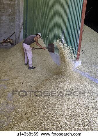 honduras, pattern, person, coffee, nature, people View Large Photo Image Stock Photo - honduras, pattern, person, coffee, nature, people. Fotosearch