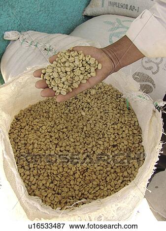 honduras, pattern, person, coffee, nature, people View Large Photo Image Stock Photo - honduras, pattern, person, coffee, nature, people. Fotosearch