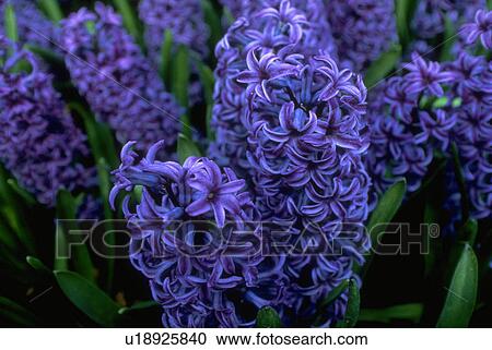 Stock Image - hyacinths, flowers, blue, giant, blossoms, flora. Fotosearch