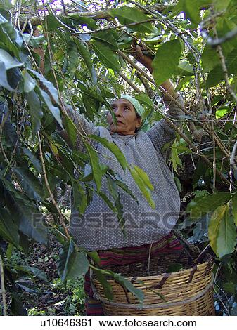 indigenous, people, guatemala, person, coffee, woman View Large Photo Image Stock Image - indigenous, people, guatemala, person, coffee, woman. Fotosearch