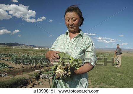 irrigation, person, vegetables, growing, mongolia, people View Large Photo Image Stock Image - irrigation, person, vegetables, growing, mongolia, people. Fotosearch