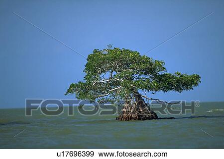 islands, tree, 000, 10, mangrove, water View Large Photo Image Stock Photo - islands, tree, 000, 10, mangrove, water. Fotosearch