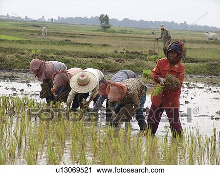 kampong, person, rice, transplanting, cambodia, people View Large Photo Image Stock Image - kampong, person, rice, transplanting, cambodia, people. Fotosearch