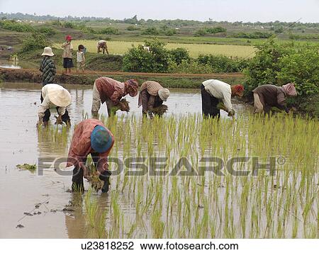 Stock Image - kampong, person, rice, transplanting, cambodia, people. Fotosearch