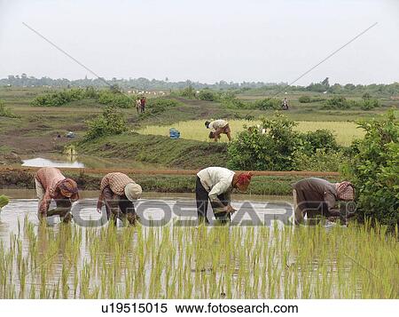 kampong, person, rice, transplanting, cambodia, people View Large Photo Image Stock Photography - kampong, person, rice, transplanting, cambodia, people. Fotosearch