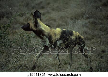 krueger, dog, wild, pictus, lycaon, hunting View Large Photo Image Stock Photography - krueger, dog, wild, pictus, lycaon, hunting. Fotosearch