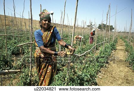 Stock Image - labourer, person, devanma, lakshmi, india, people. Fotosearch