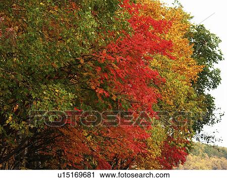 lake, person, tints, autumn, russia, people View Large Photo Image Stock Image - lake, person, tints, autumn, russia, people. Fotosearch