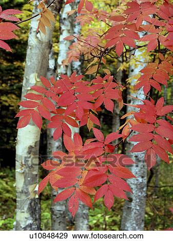 lake, person, tints, autumn, russia, people View Large Photo Image Stock Photo - lake, person, tints, autumn, russia, people. Fotosearch