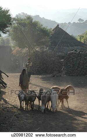 lalibela, person, bilbala, village, ethiopia, people View Large Photo Image Stock Image - lalibela, person, bilbala, village, ethiopia, people. Fotosearch
