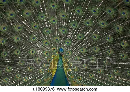 little, peacock, seen, spread, tail, male View Large Photo Image Stock Photograph - little, peacock, seen, spread, tail, male. Fotosearch