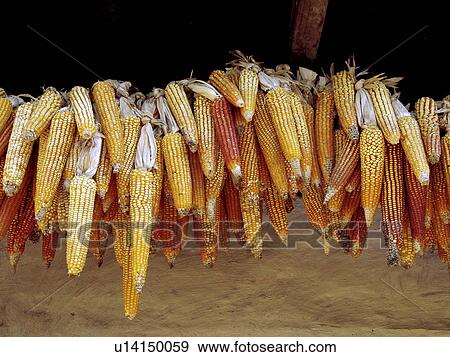 Stock Photo - maize, pattern, honduras, person, nature, people. Fotosearch