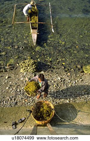 male, seaweed, giant, carries, filipino View Large Photo Image Stock Photo - male, seaweed, giant, carries, filipino. Fotosearch