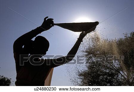 millet, person, finger, winnowing, india, people View Large Photo Image Stock Image - millet, person, finger, winnowing, india, people. Fotosearch