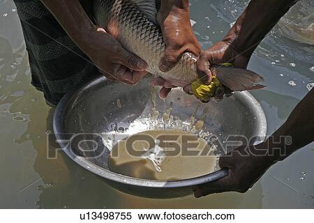 Stock Photography - mixing, fitness, bangladesh, fish, person, people. Fotosearch