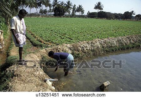 mulbaghal, person, farmland, irrigated, india, people View Large Photo Image Stock Image - mulbaghal, person, farmland, irrigated, india, people. Fotosearch