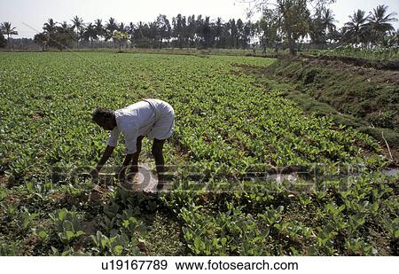 Stock Photo - mulbaghal, person, farmland, irrigated, india, people. Fotosearch