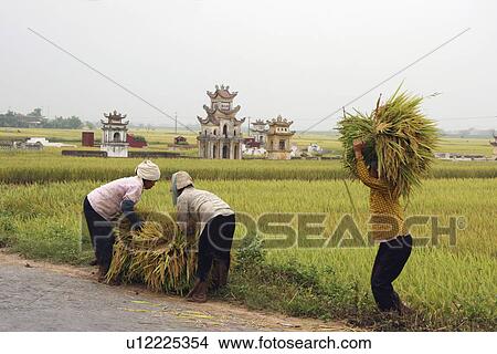nam, person, harvest, rice, vietnam, people View Large Photo Image Picture - nam, person, harvest, rice, vietnam, people. Fotosearch
