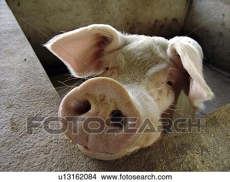 nation, pig, developing, country, jalapa, nicaragua View Large Photo Image Picture - nation, pig, developing, country, jalapa, nicaragua. Fotosearch