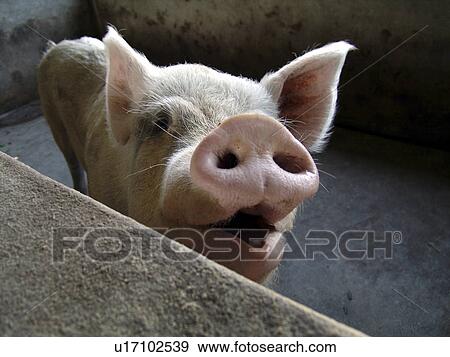 nation, pig, developing, country, jalapa, nicaragua View Large Photo Image Stock Photo - nation, pig, developing, country, jalapa, nicaragua. Fotosearch