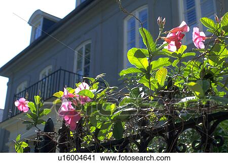 new, flora, area, quarter, french, flowers View Large Photo Image Stock Image - new, flora, area, quarter, french, flowers. Fotosearch