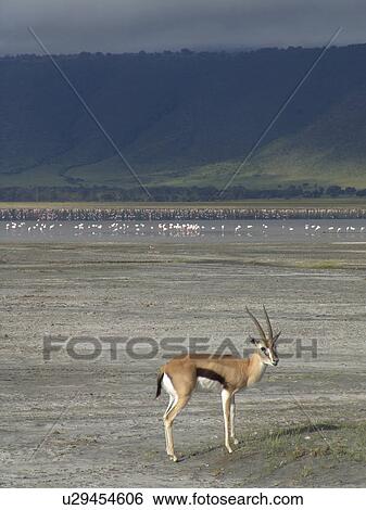 ngorongoro, nature, gazelle, tanzania, person, people View Large Photo Image Stock Photograph - ngorongoro, nature, gazelle, tanzania, person, people. Fotosearch