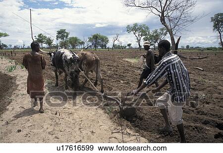 oxen, person, men, farmers, zambia, people View Large Photo Image Stock Photo - oxen, person, men, farmers, zambia, people. Fotosearch