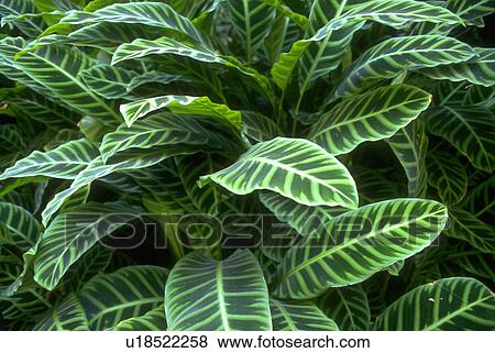 pale, textures, design, graphic, patterns, background View Large Photo Image Stock Photo - pale, textures, design, graphic, patterns, background. Fotosearch