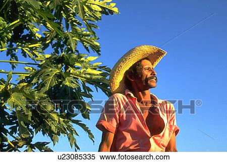 Stock Photography - pantanerio, herd, watches, cowboy, tree. Fotosearch