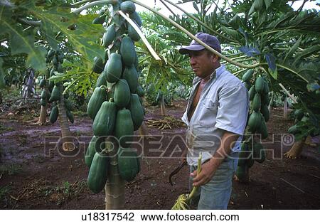 papayas, person, cultivating, hispanic, mexico, people View Large Photo Image Stock Image - papayas, person, cultivating, hispanic, mexico, people. Fotosearch