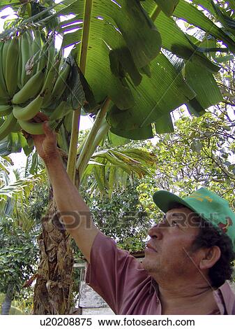 people, banana, nicaragua, person, tree View Large Photo Image Stock Photography - people, banana, nicaragua, person, tree. Fotosearch