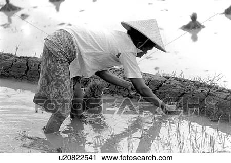 people, black, 010, person, woman View Large Photo Image Stock Image - people, black, 010, person, woman. Fotosearch
