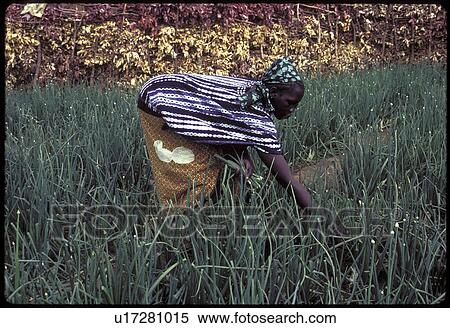 Stock Photography - people, garden, 3005, person, woman. Fotosearch