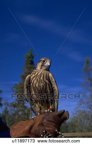 peregrinus, or, falco, falcon, peregrine, lanner View Large Photo Image Stock Image - peregrinus, or, falco, falcon, peregrine, lanner. Fotosearch