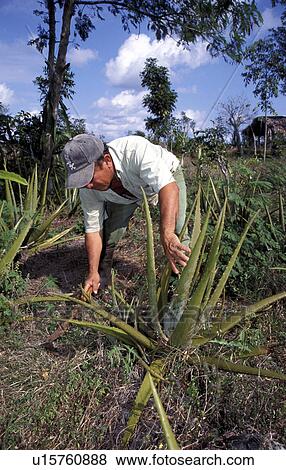 person, cultivating, hispanic, mexico, people View Large Photo Image Stock Photo - person, cultivating, hispanic, mexico, people. Fotosearch