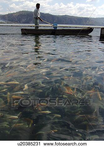 person, farm, salvador, fish, people View Large Photo Image Stock Image - person, farm, salvador, fish, people. Fotosearch