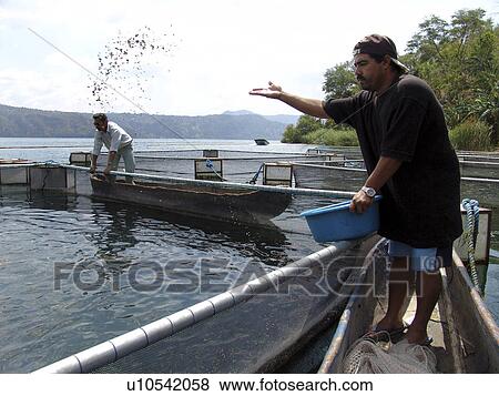 person, farm, salvador, fish, people View Large Photo Image Stock Photo - person, farm, salvador, fish, people. Fotosearch