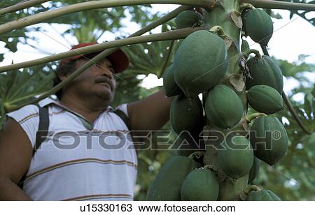 person, hispanic, mexico, 7433, people View Large Photo Image Stock Image - person, hispanic, mexico, 7433, people. Fotosearch