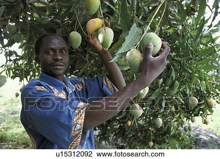 person, mangoes, gambia, 7449, people View Large Photo Image Stock Image - person, mangoes, gambia, 7449, people. Fotosearch