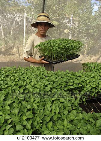 person, pepper, tending, salvador, people View Large Photo Image Stock Photo - person, pepper, tending, salvador, people. Fotosearch