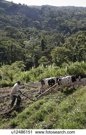 Stock Image - person, ploughing, male, venezuela, people. Fotosearch